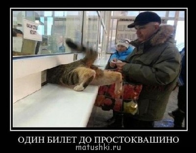 Любимая кошатинка  - пппe.jpg