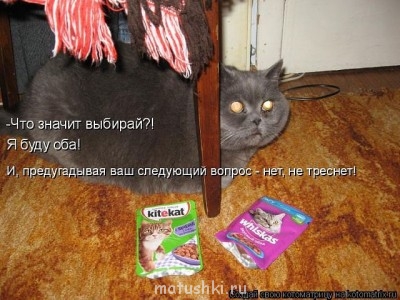 Любимая кошатинка  - ФЫВНГШge.jpg