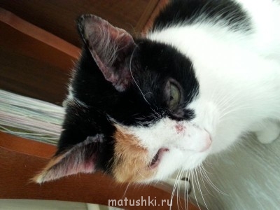 Если животное заболело - что делать? - 20140629_191225.jpg