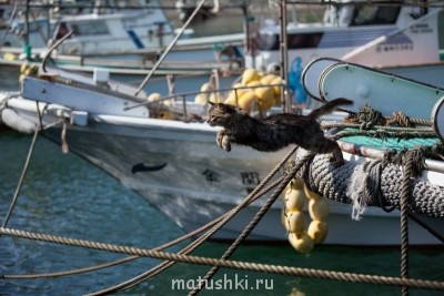 Любимая кошатинка  - 10.jpg