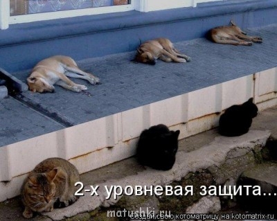 Любимая кошатинка  - 2793664.jpg