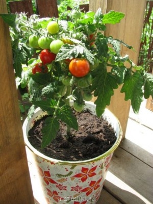 Наша дача - IMG_2229-1.jpg