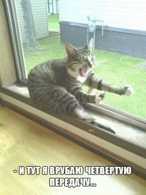 Любимая кошатинка  - 6lGPsJVNIyg.jpg