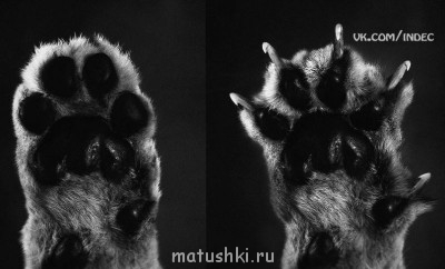 Любимая кошатинка  - Холодное оружие.jpg