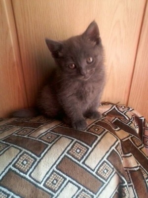 Любимая кошатинка  - Фото-0011.jpg