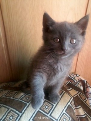 Любимая кошатинка  - Фото-0012.jpg