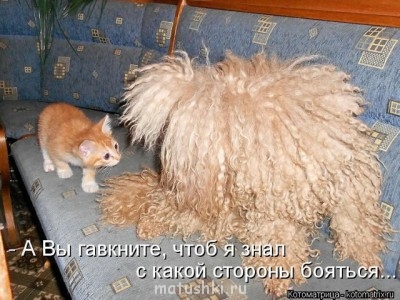 Любимая кошатинка  - getIкенгшщзmage.jpg