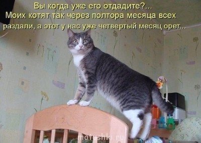 Любимая кошатинка  - getImaнгшщзge.jpg