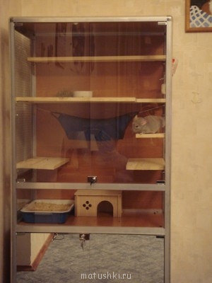 Грызуны - DSC01001.JPG