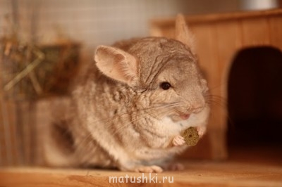 Грызуны - IMG_2761.jpg