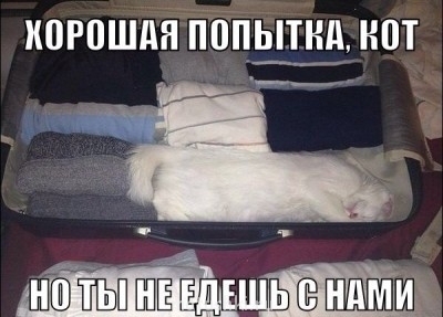 Любимая кошатинка  - попытка.jpg