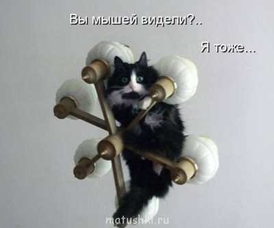 Любимая кошатинка  - мышей.jpg