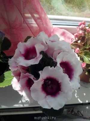 Наши цветы 2 - wky_zWq8I2E.jpg