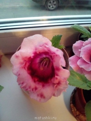 Наши цветы 2 - RsbqJXZSPQY.jpg