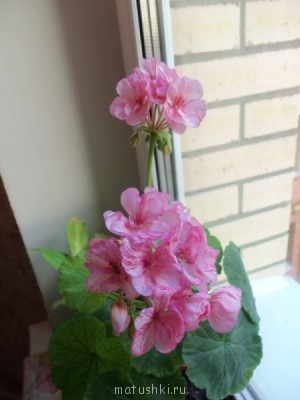 Наши цветы 2 - 100_5721.JPG