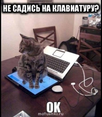 Любимая кошатинка  - dKpMZ7fPrM8.jpg