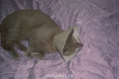 Можно ли стерилизовать животных? - 100_9249.JPG