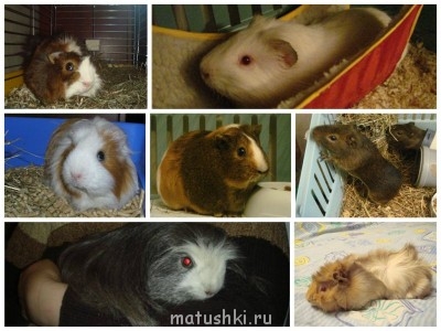 Грызуны - коллаж.jpg
