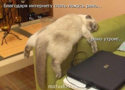 Любимая кошатинка  - киски3.jpg