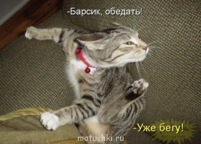 Любимая кошатинка  - киски2.jpg