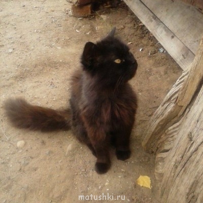 Любимая кошатинка  - M5SleZ7X4W4.jpg