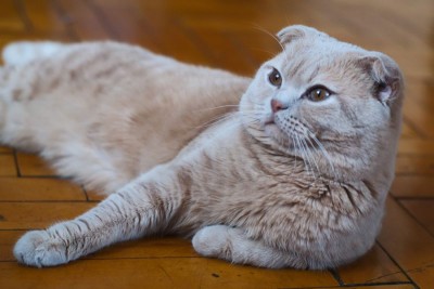 Любимая кошатинка  - 5.jpeg