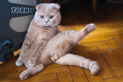 Любимая кошатинка  - 4.jpeg