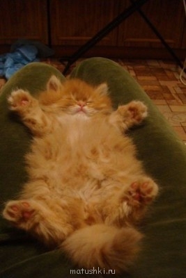 Любимая кошатинка  - d5I5zbxEij8.jpg