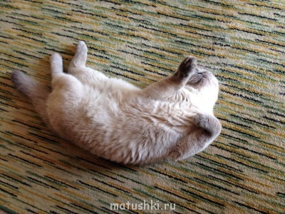 Любимая кошатинка  - image.jpg