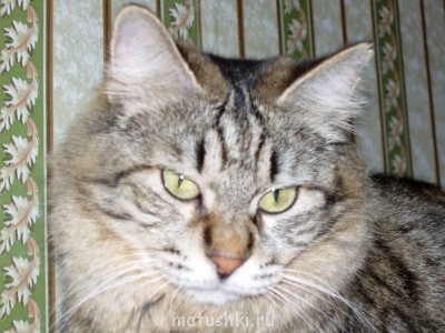 Любимая кошатинка  - 16октября2005 Серафима.jpg