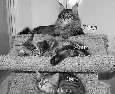 Любимая кошатинка  - getImage (4).jpg