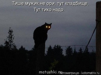 Любимая кошатинка  - getImage (10).jpg