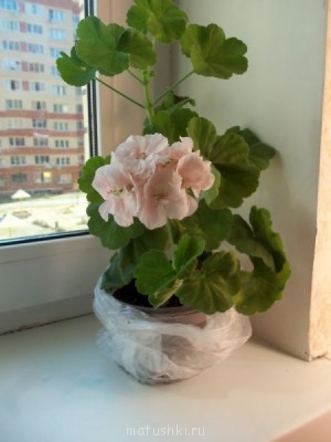 прикупила светло розовую