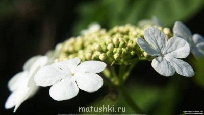 Покажите свой рабочий стол :  - IMG_5977.jpg