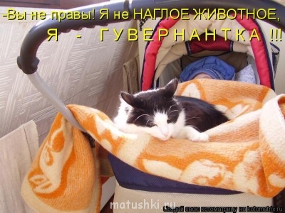 Любимая кошатинка  - 413540.jpg