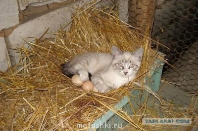 Любимая кошатинка  - ae6baac9d91d6fec44595252fe775c9e3e7a5b186040803.jpg