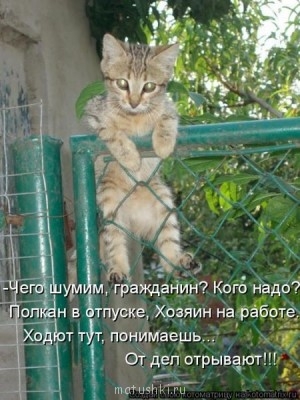 Любимая кошатинка  - n_.jpg