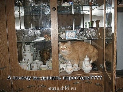 Любимая кошатинка  - getIукенглджmage.jpg