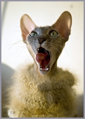 Любимая кошатинка  - 0_3eba2_18a3b7b5_L.jpg