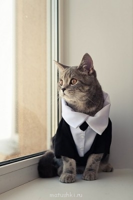 Любимая кошатинка  - 0_9628d_ed2277a_L.jpg