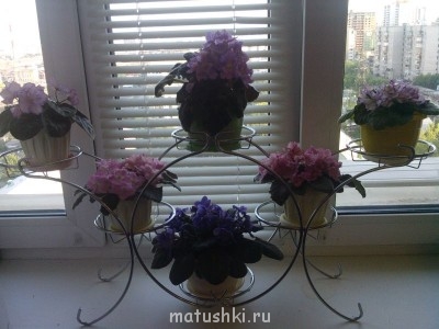 Наши цветы 2 - IMG_20140815_194508.jpg