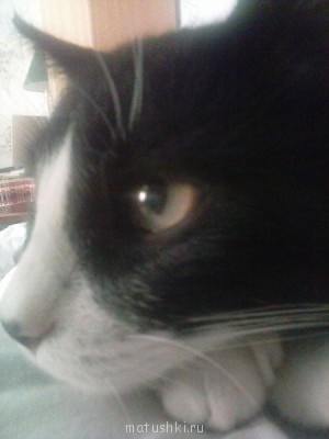 Любимая кошатинка  - CAM00502.jpg