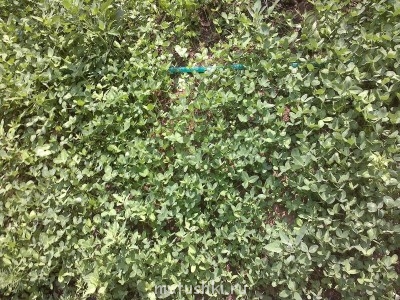 Наша дача - 10082014732.jpg