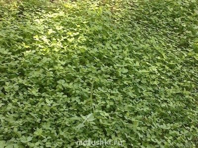 Наша дача - 10082014734.jpg