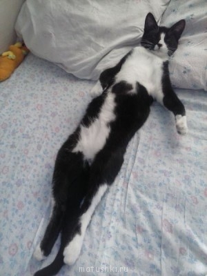 Любимая кошатинка  - CAM00545.jpg