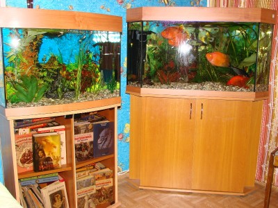 Аквариум. - DSC01520.JPG