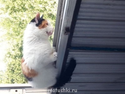 Любимая кошатинка  - 20140820_163300.jpg