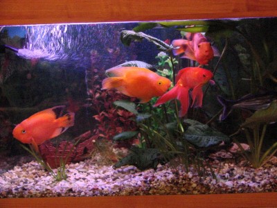Аквариум. - DSC01530.JPG