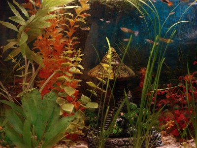 Аквариум. - DSC01522.JPG