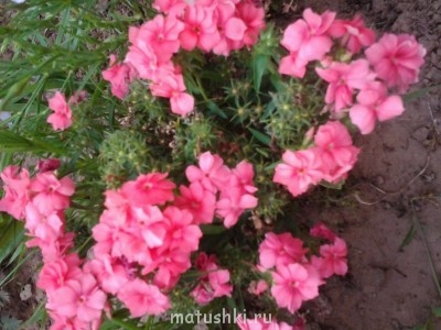 Помогите определить растение - Фото0375.jpg